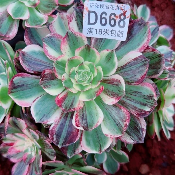 多肉法师淘宝福利