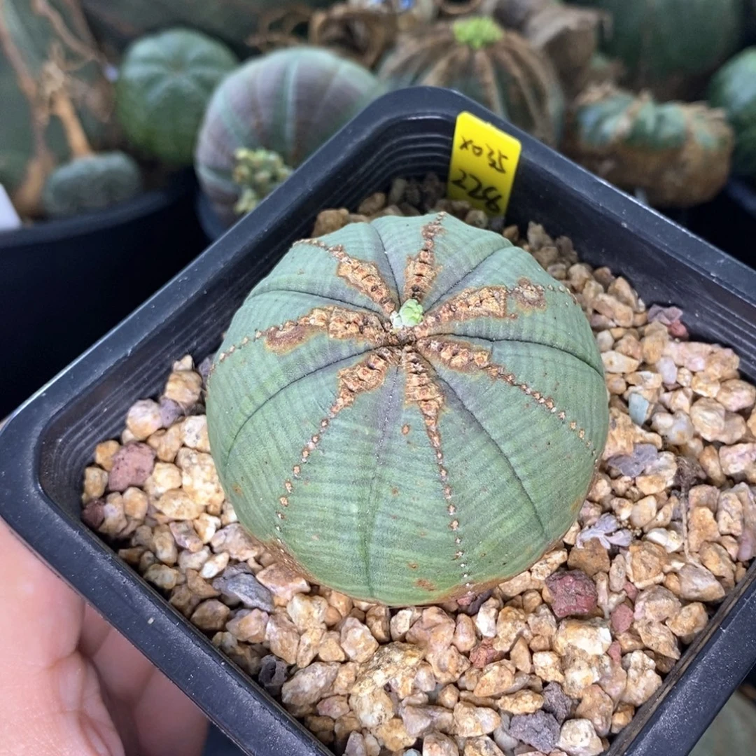 26 欧系实生布纹球多肉植物