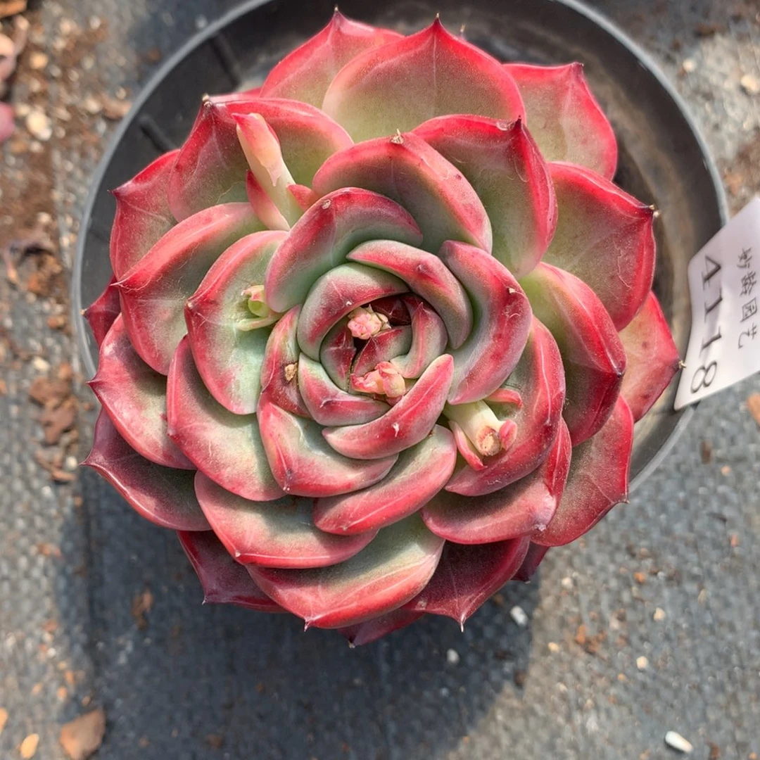 4118杂交精品基地8.5厘米