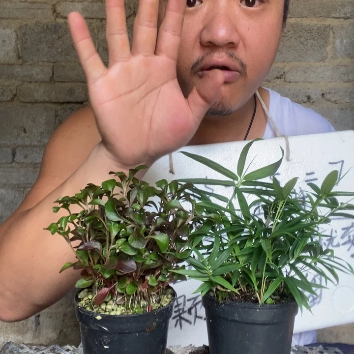 菲黄竹，红花枸杞各一盆。可分株