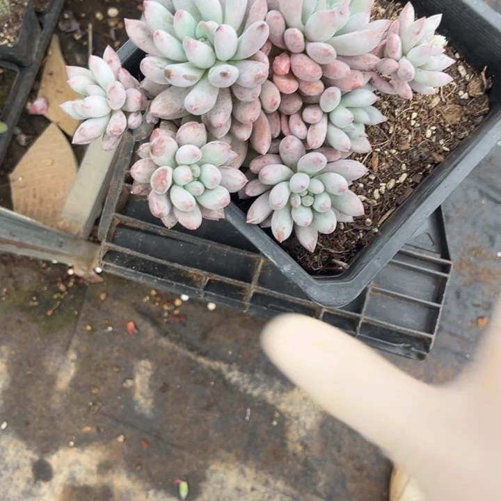 芳***芳1231 00080008888888