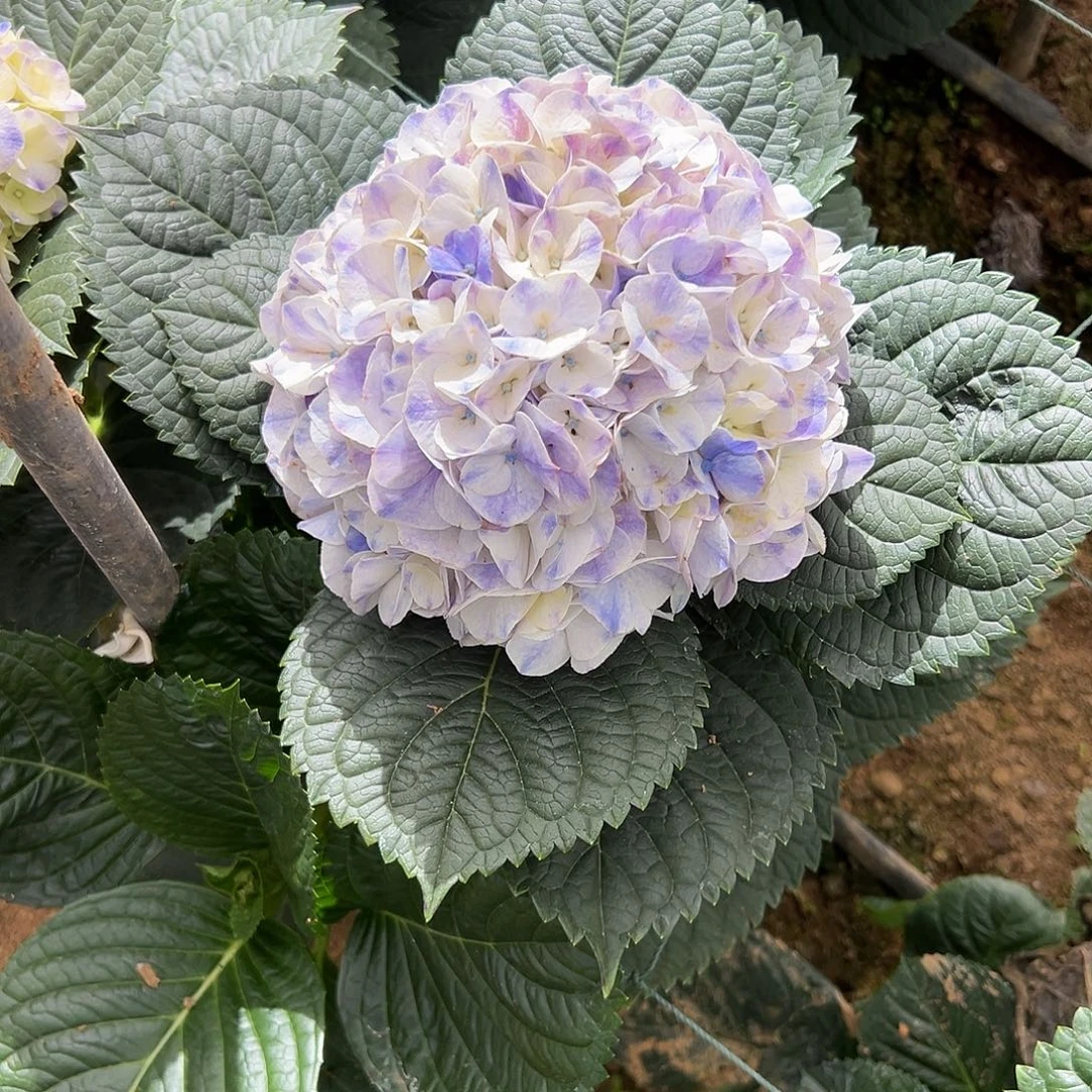 完全开放A163 绣球两单包邮