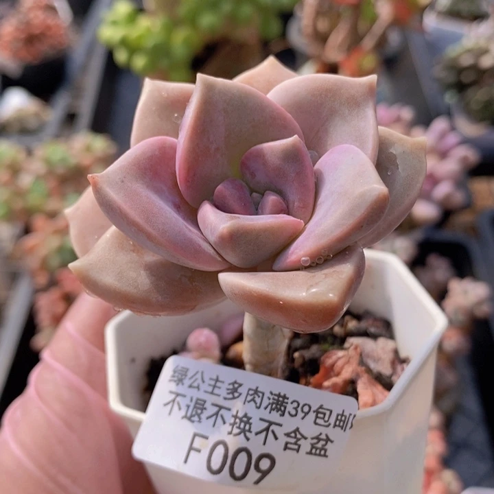 桃霜单头009多肉植物