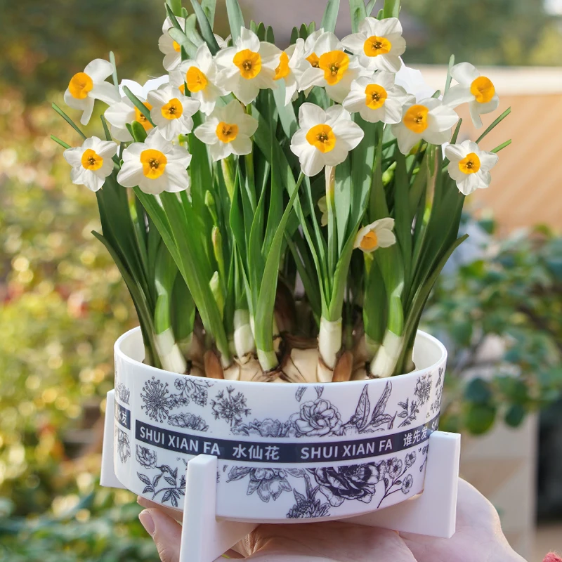 【已养护带盆】福建漳州正宗水仙花原产地直发水培绿植盆栽懒人花卉