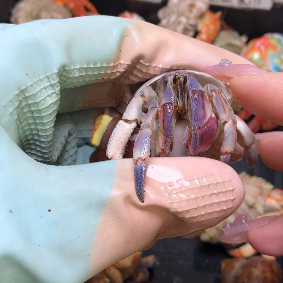 14号，2.2口紫陆寄居蟹