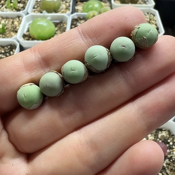 老马生石花鸽子蛋1680