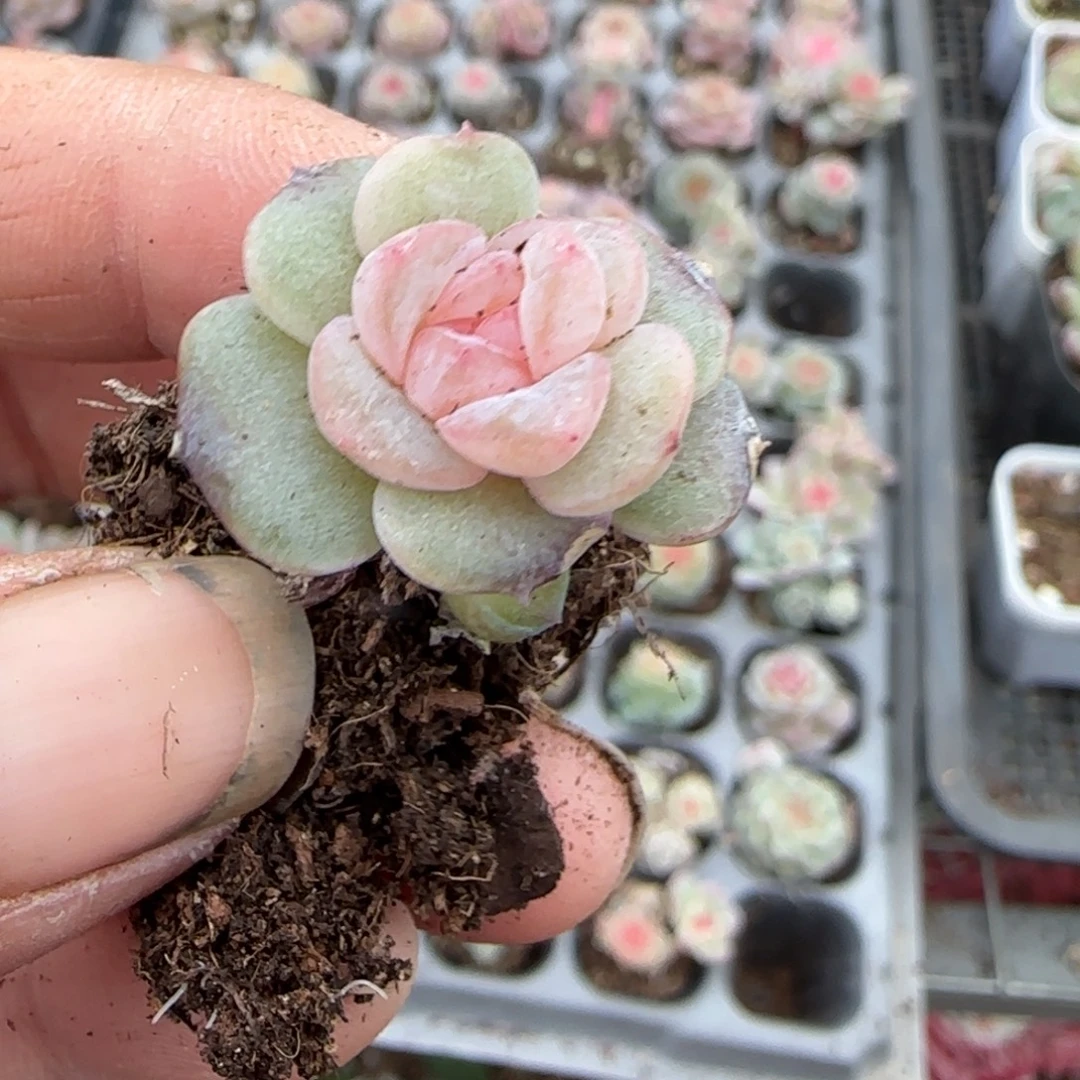 多肉小卡拉米糖心一物一拍