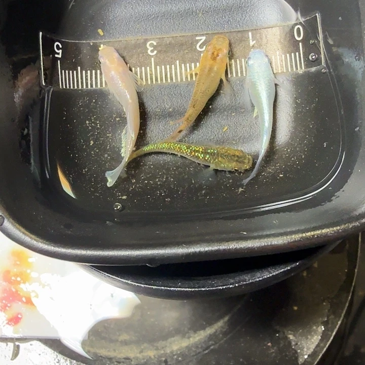 青鳉鱼88号拍品混搭