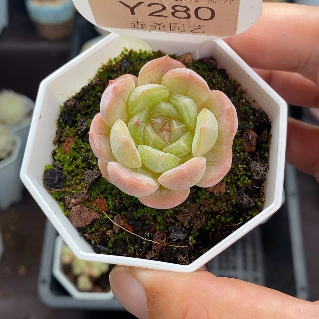 0280 白色恋人 3.5cm