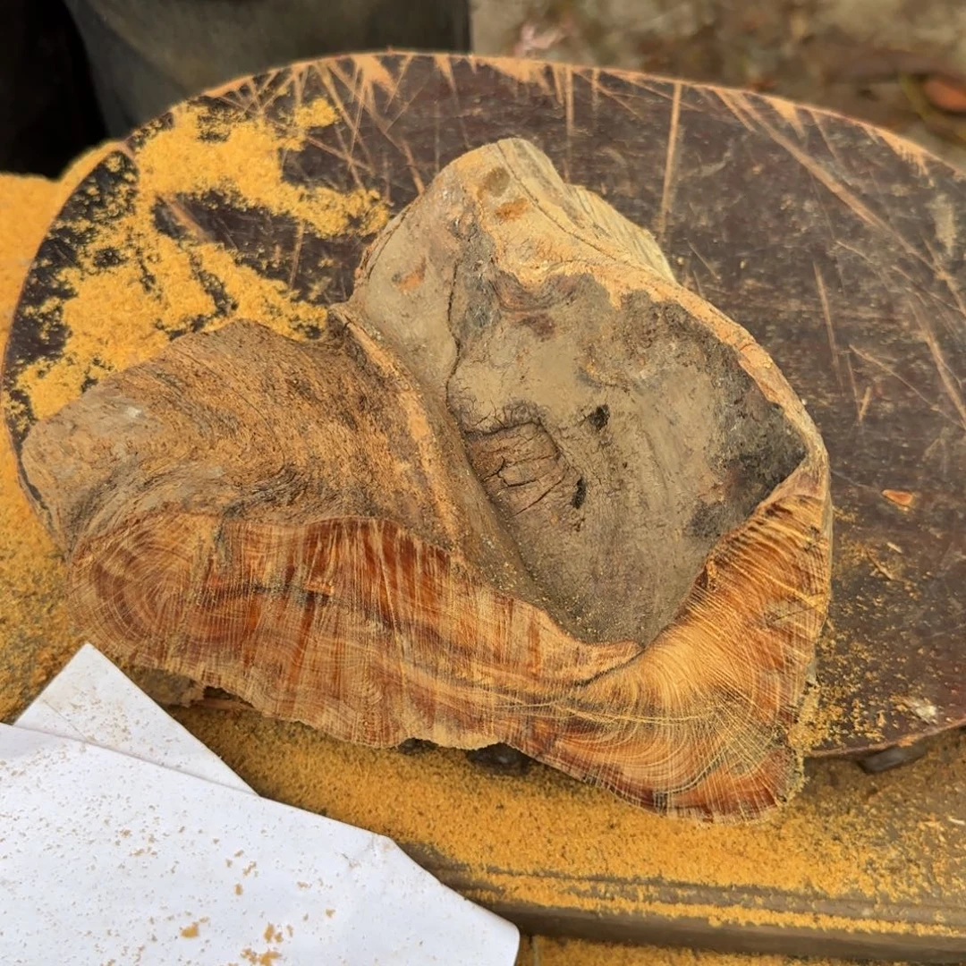 国***院崖柏太行崖柏易县料