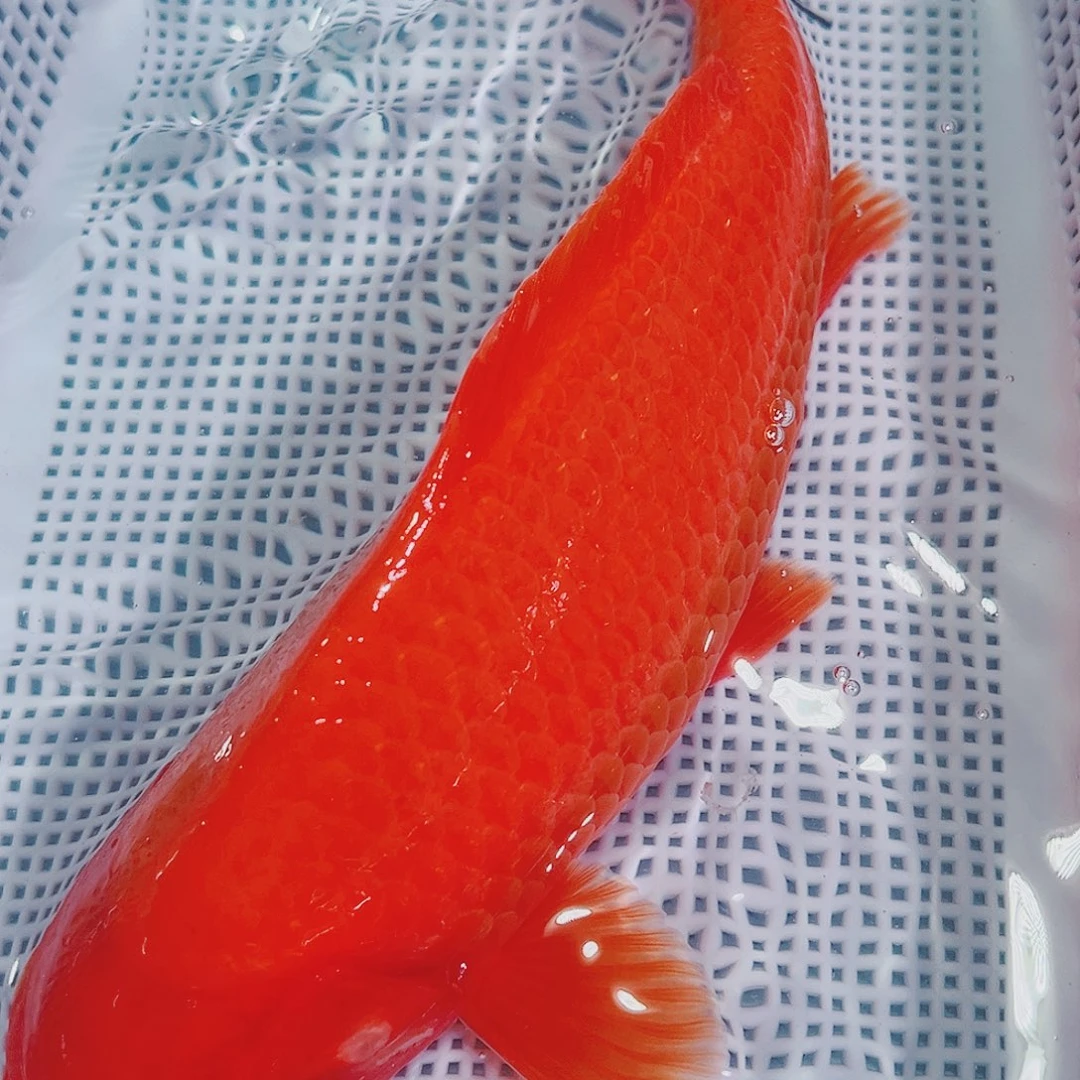 锦鲤锦鲤冷水鱼观赏