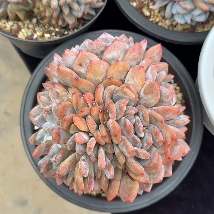 17厘米左右一物一拍的