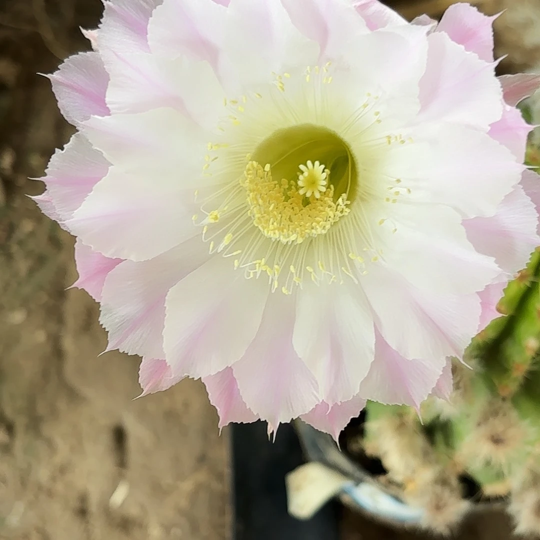 778 实生脱土脱花瑕疵