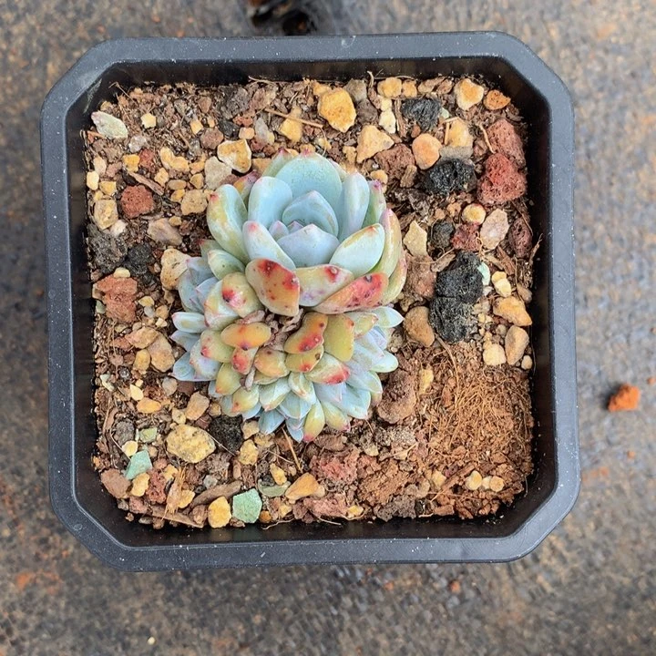 会***年精控星影小缀化多肉