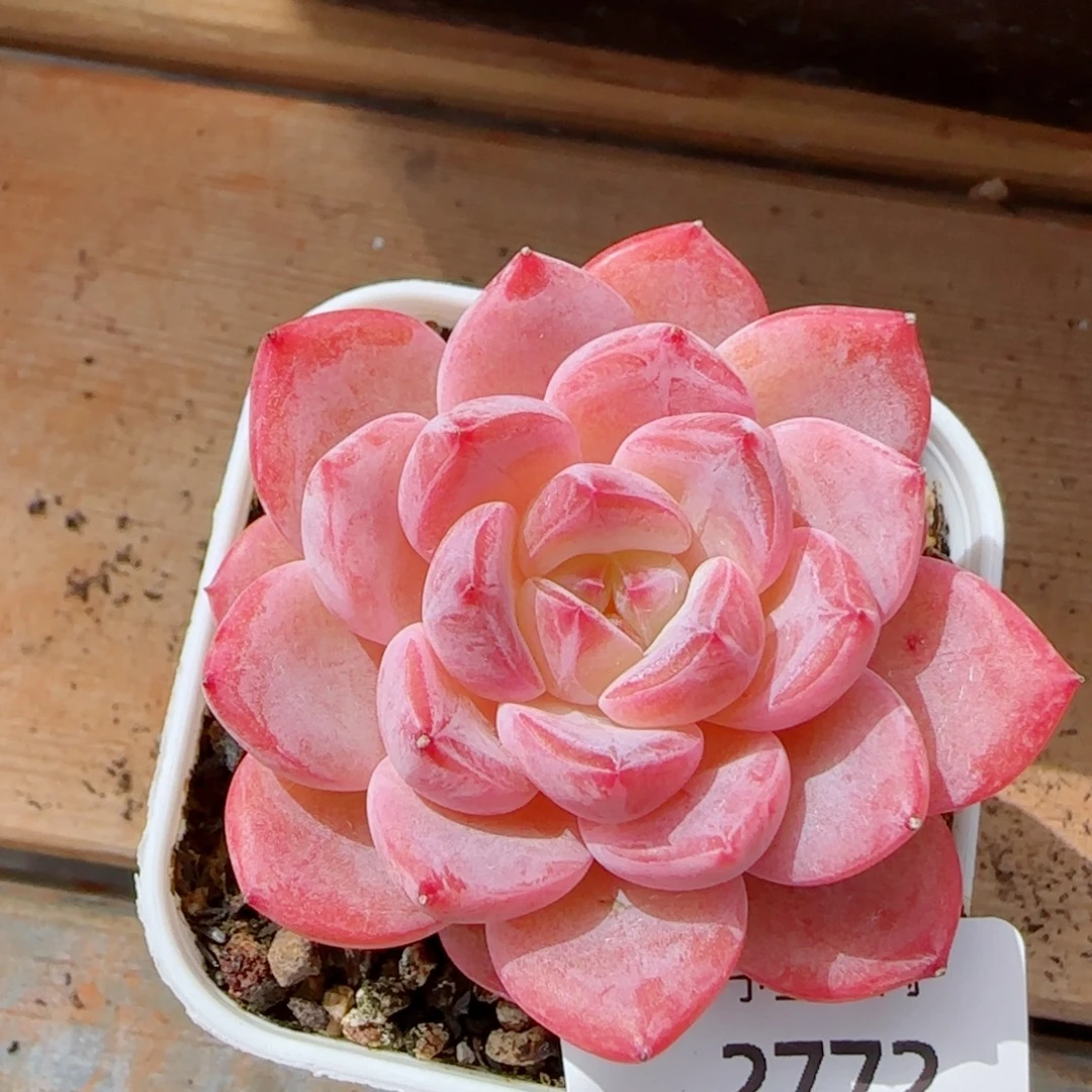 粉魄，2772多肉植物