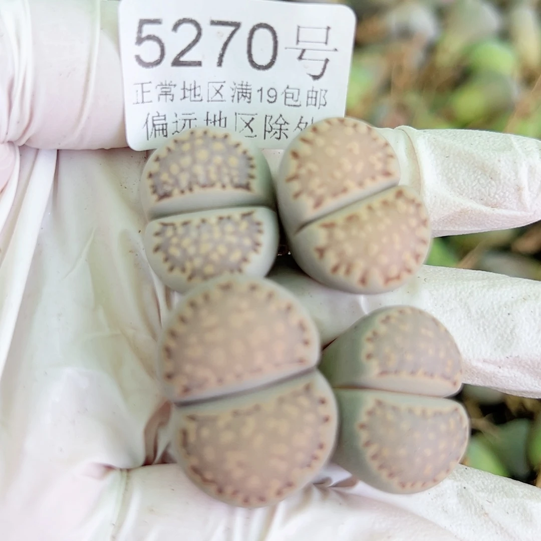 5270五年饼干4个2-2.5cm