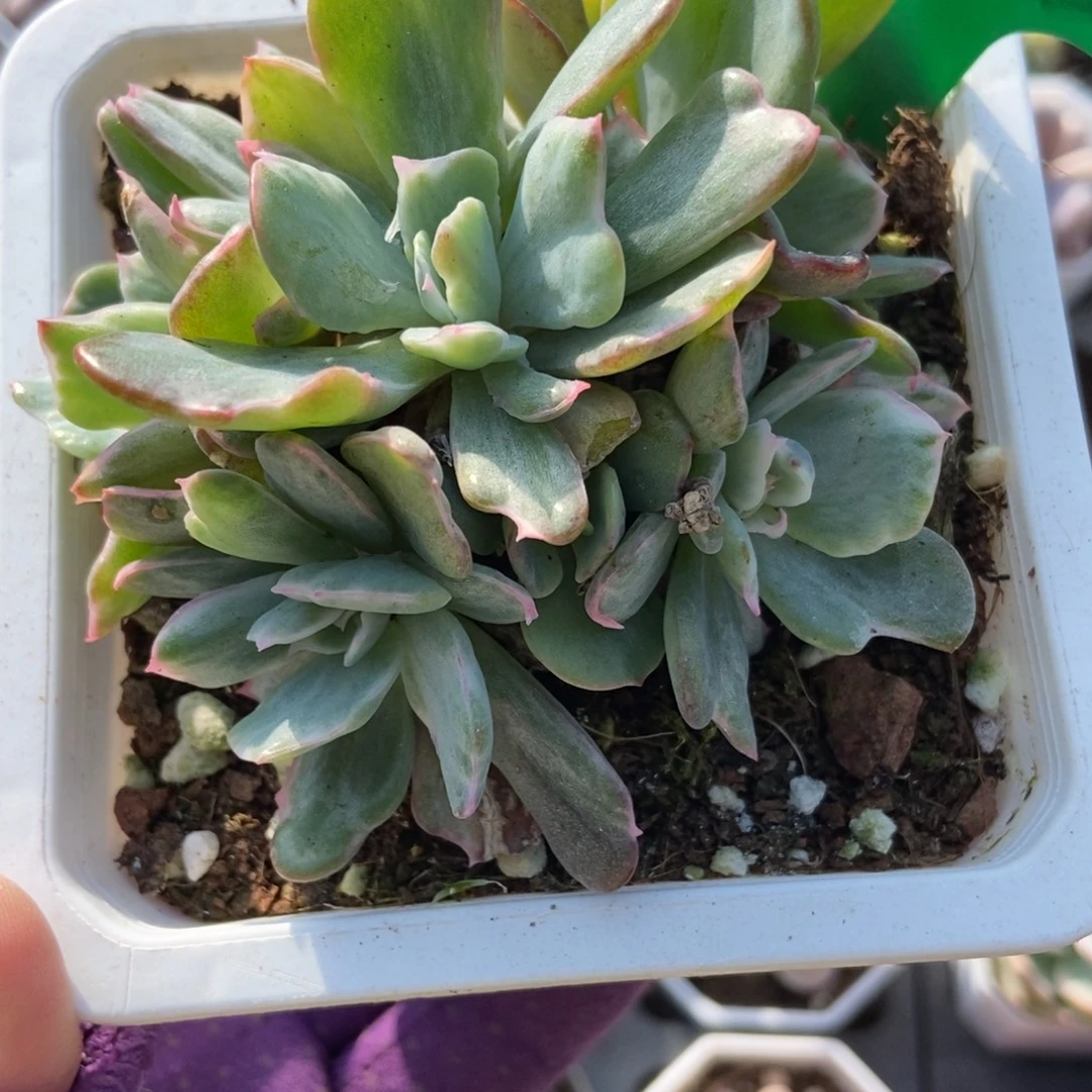 1033伯克利锦多肉植物