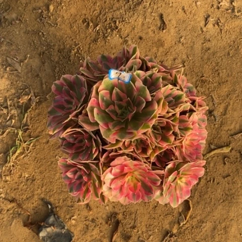 粉女巫捧花一物一拍