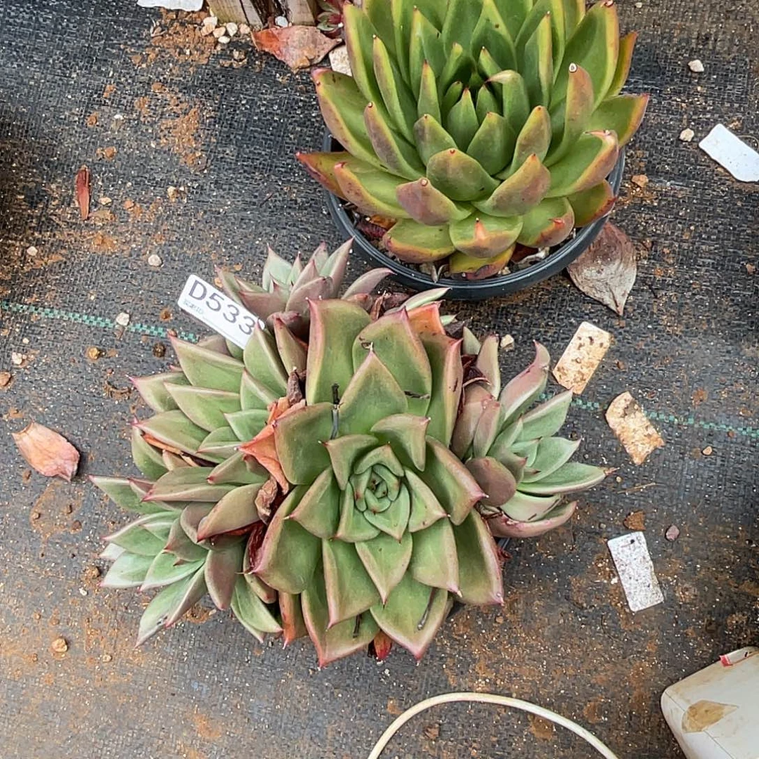 若如东云组拍D533