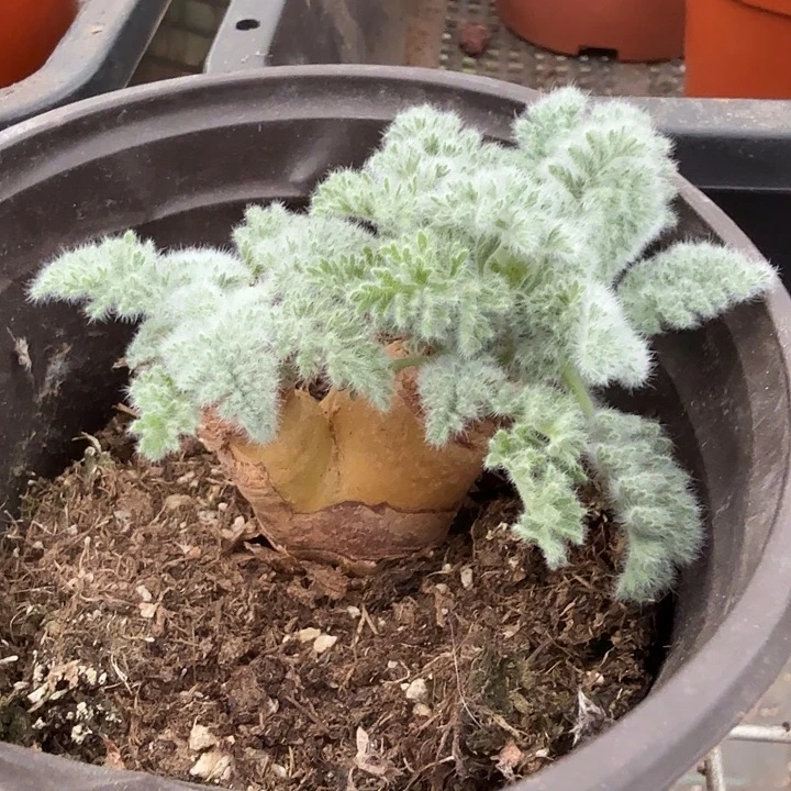 老桩羊奎块根4仙人球