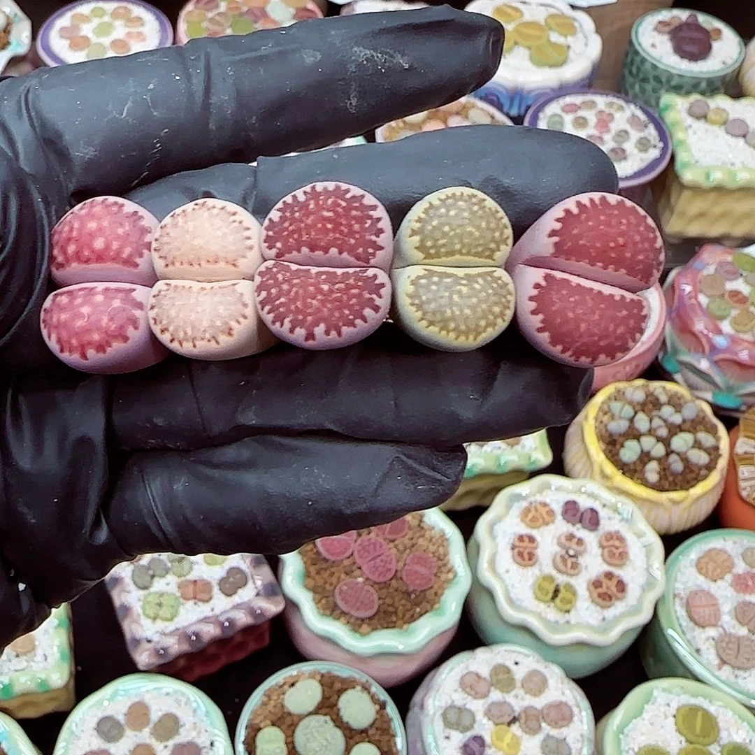 生石花18包邮0913-277