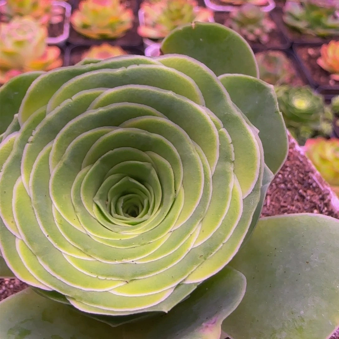 英*福利124386864353827