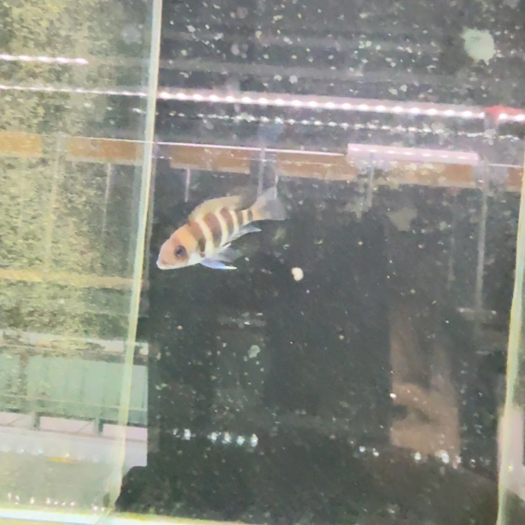 慈鲷344布隆迪。