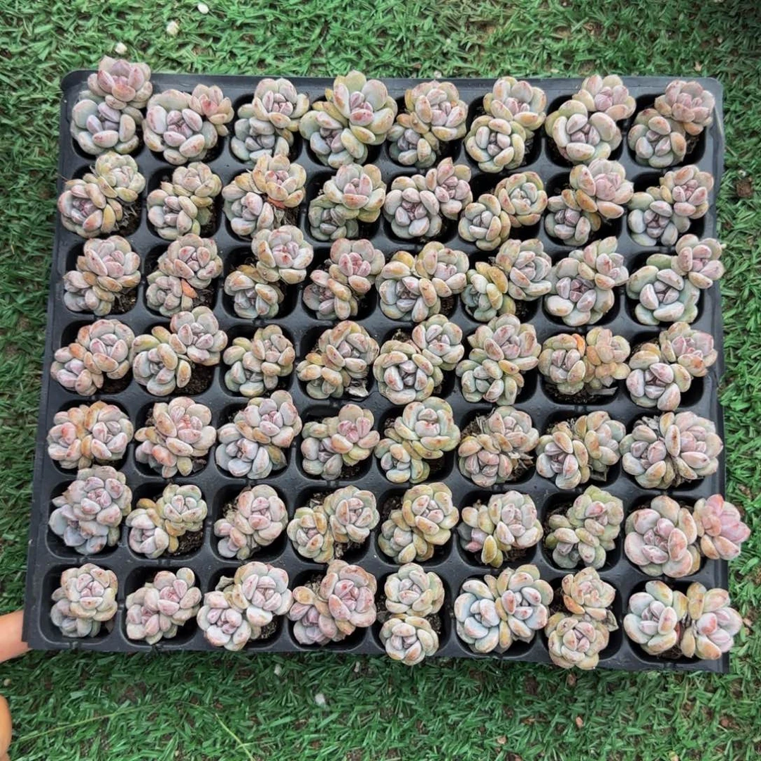 4颗一组双头圆叶星影小包子