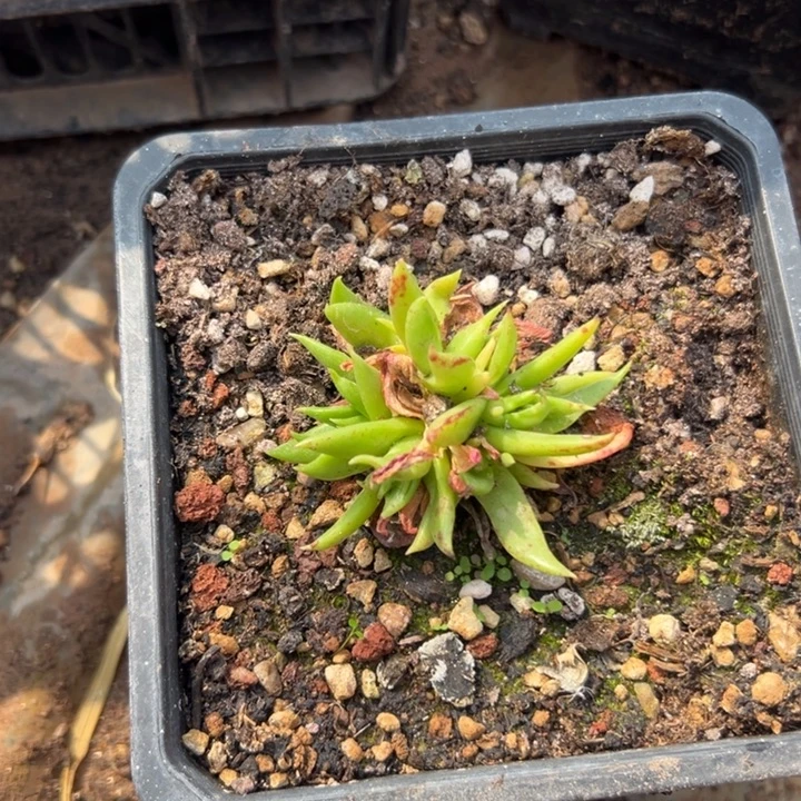 陆****谢谢哥～一物一拍0584