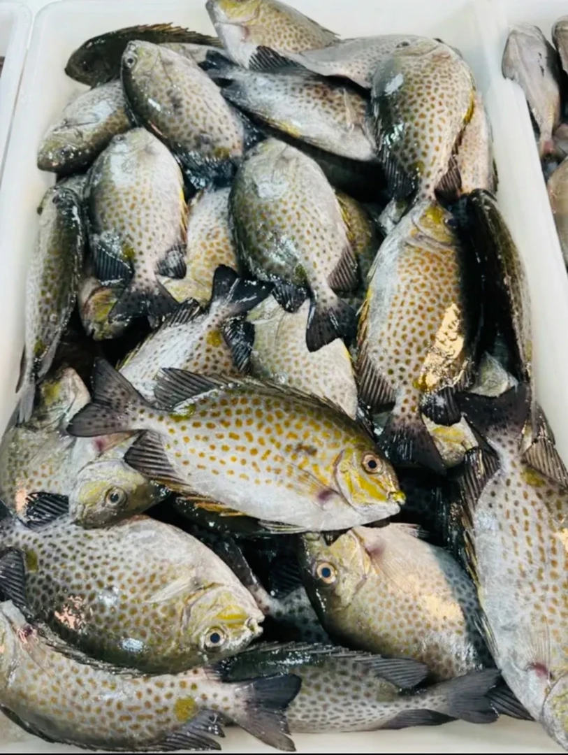 广东湛江花泥猛鱼4斤肉质鲜嫩大小不一