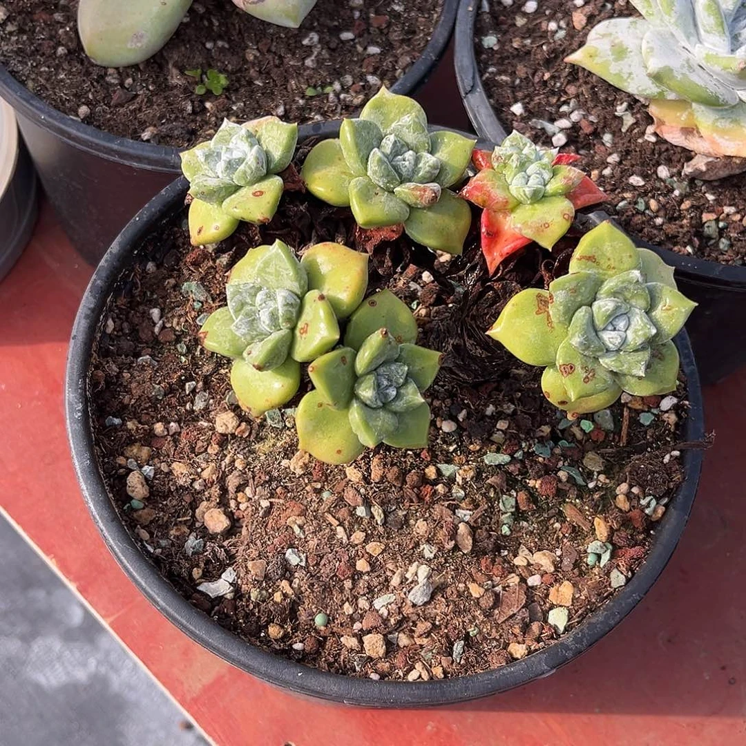 苹果叶小鹿多肉一物一拍