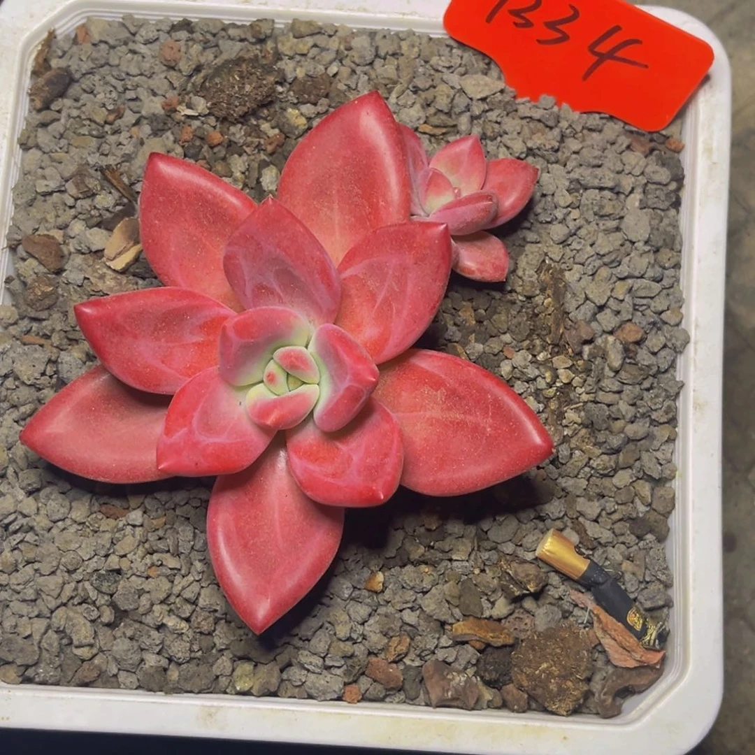 1334号晚上多肉植物群生多肉植物