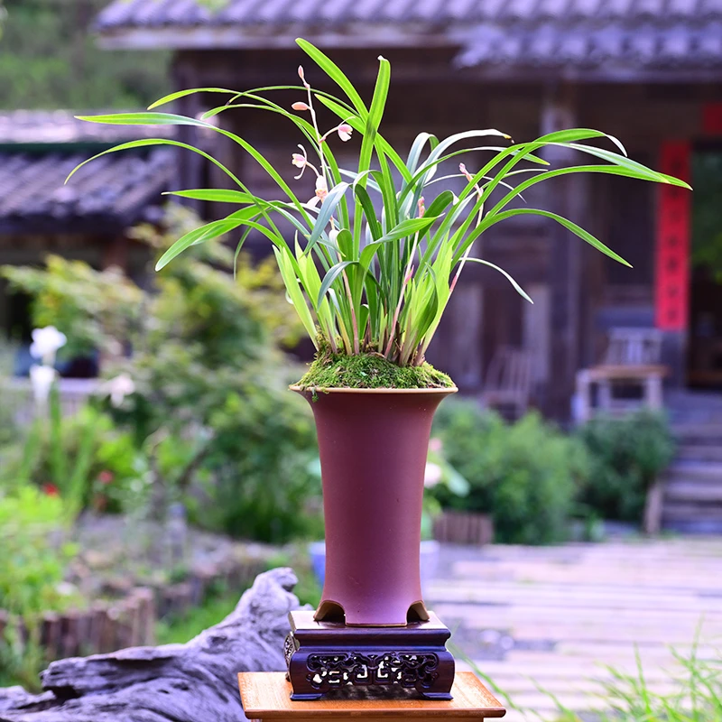 建兰铭品【如意红梅】高端紫砂盆栽好种好 易养活盆栽顺丰包邮