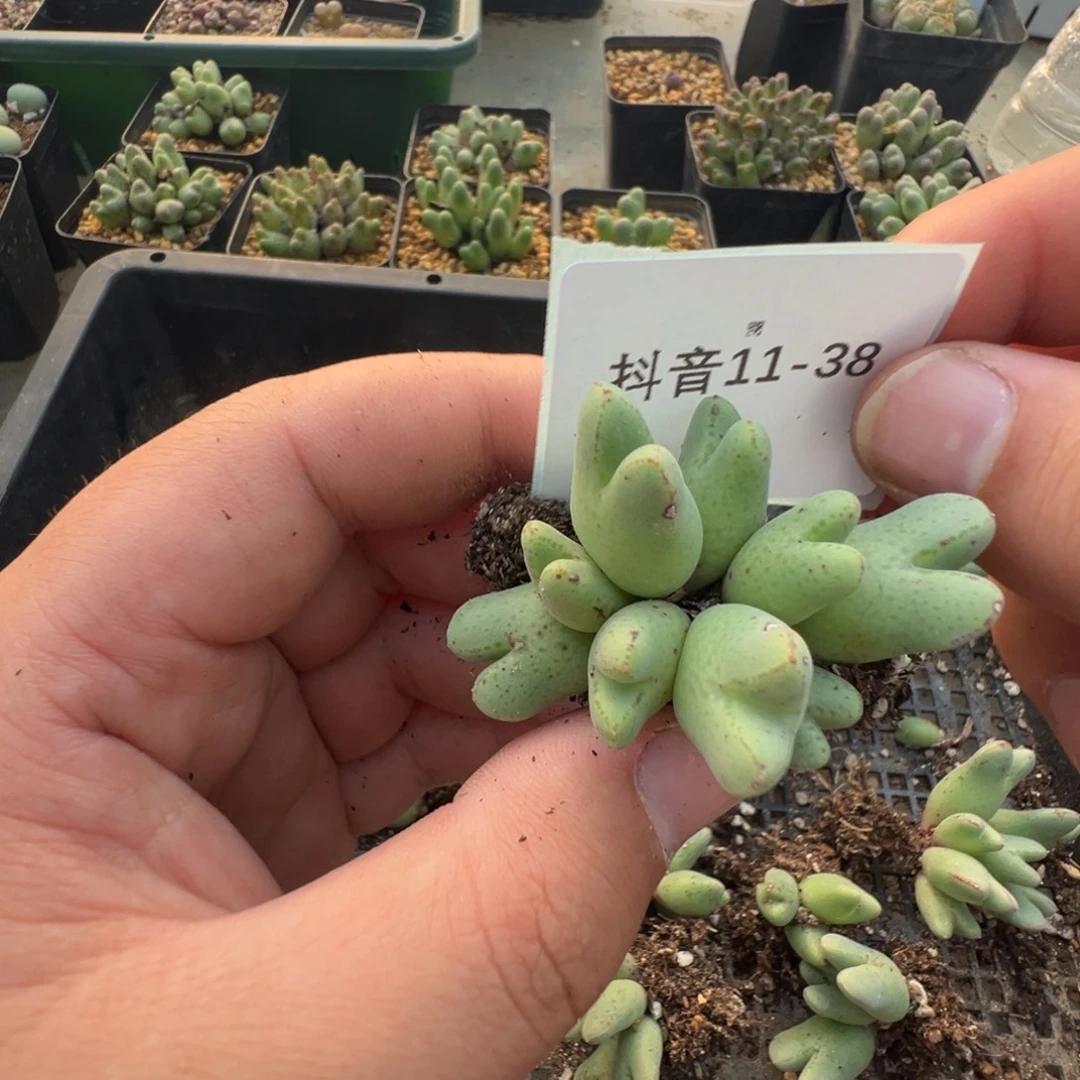 11-38肉锥多肉植物