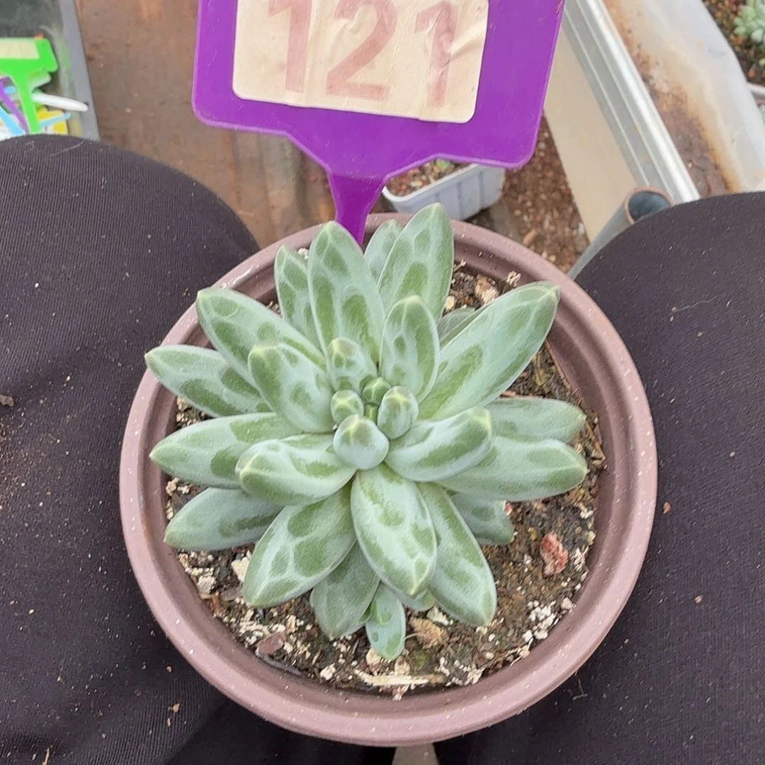 121伊卡鲁斯多肉植物