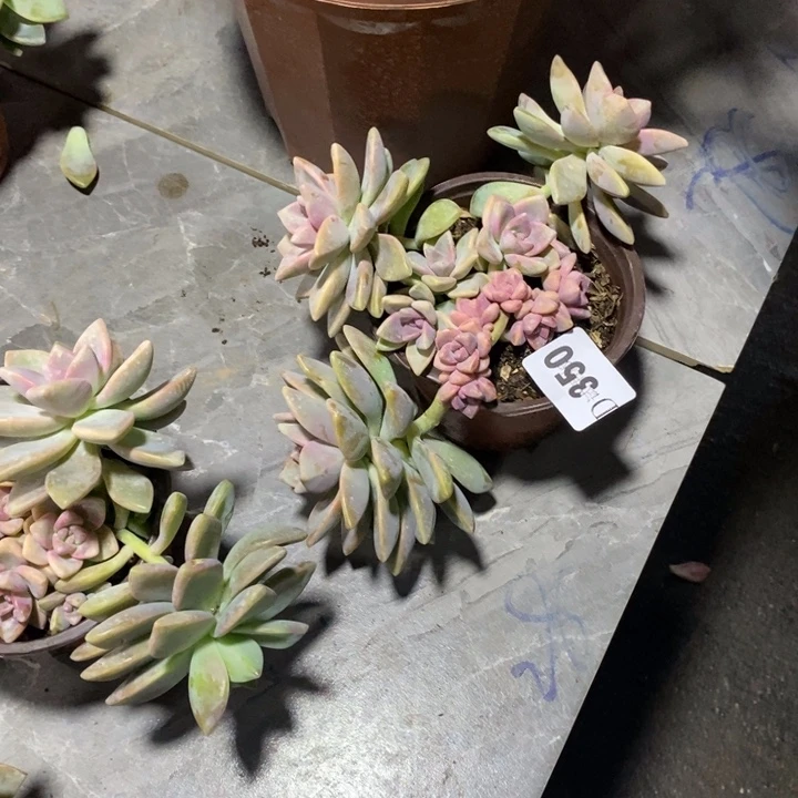 w***n350紫雾多肉植物多肉
