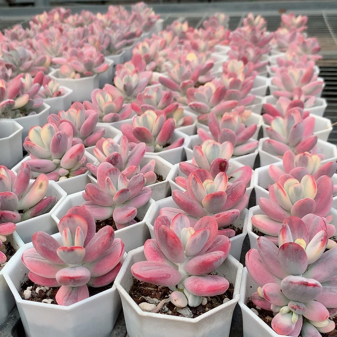 单头乒乓福娘锦4788888887878