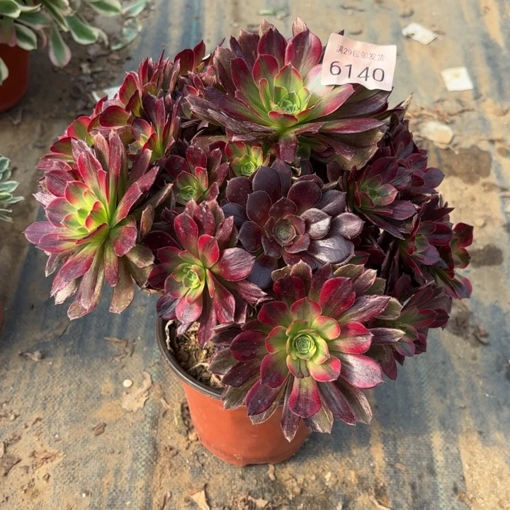 安娜锦多肉法师6140