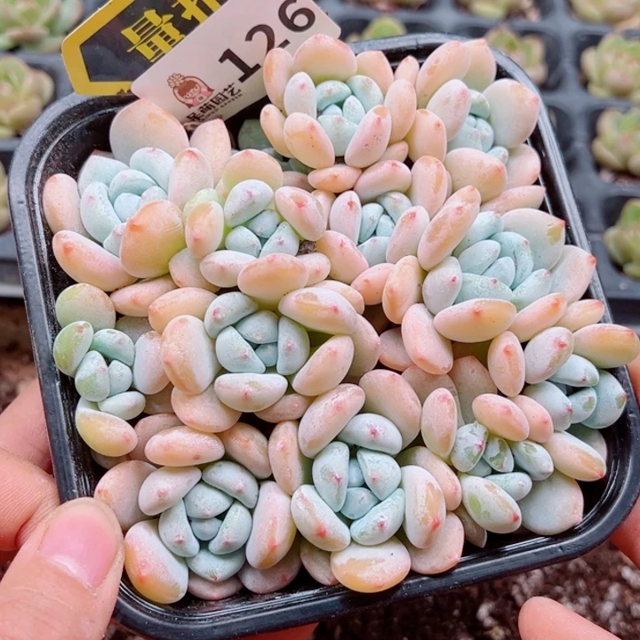 多肉植物多肉植物