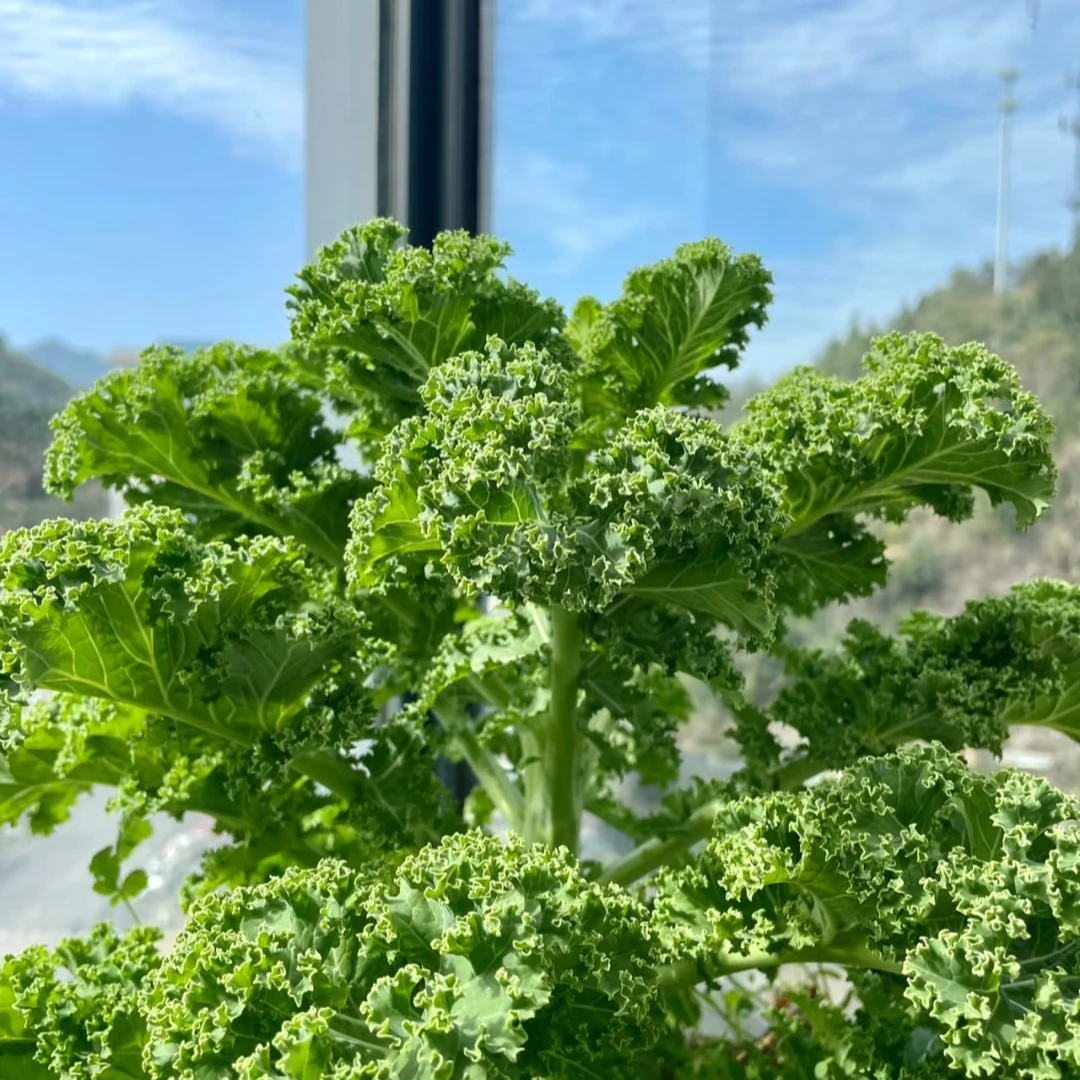 【羽衣甘蓝】可食用可做景观窗台阳台庭院易活好养护四季盆栽