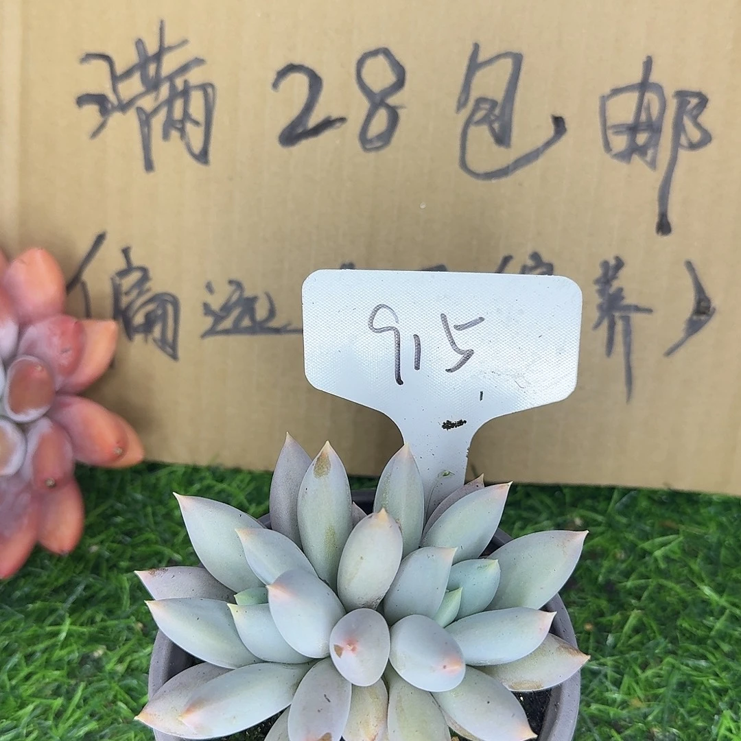 云南多肉小栈915哥特