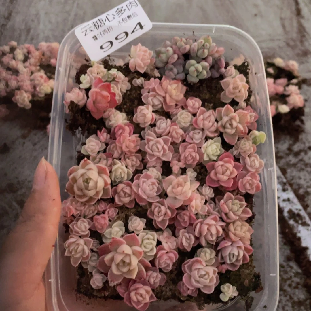 云糖心多肉植物994