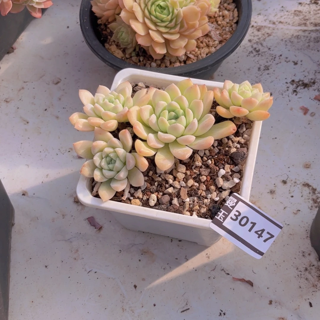 奶油美人多肉植物30147