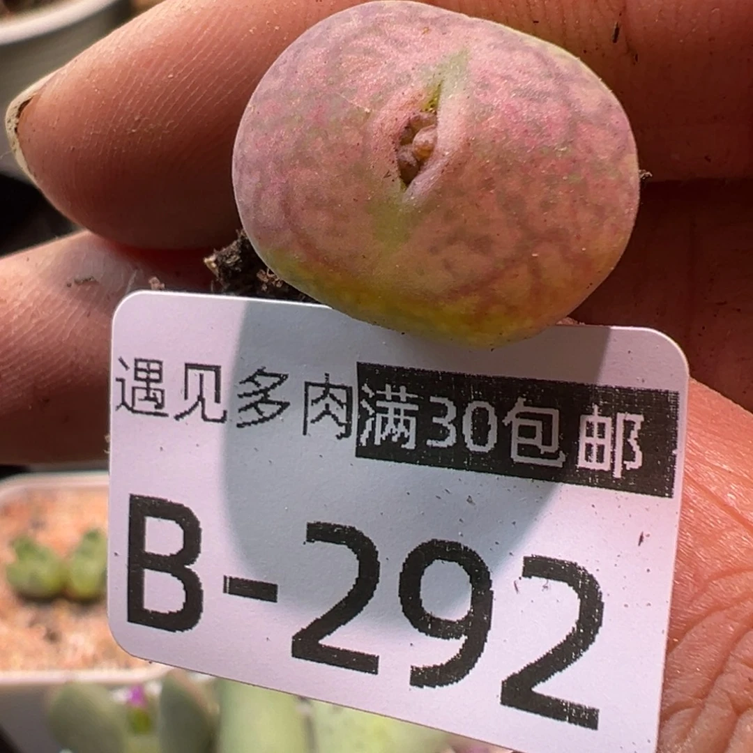 多肉植物11111111111111