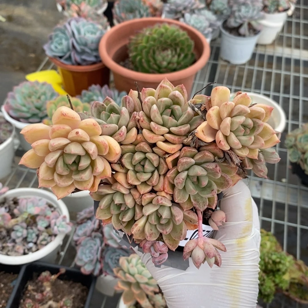 5701璀璨一物一拍