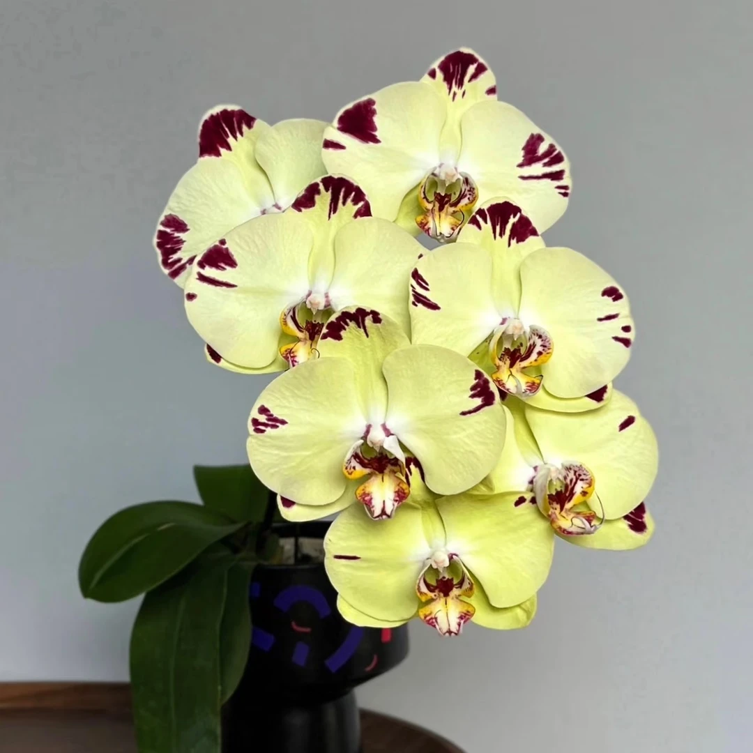 3.5寸蝴蝶兰金雕无花无剑仅苗