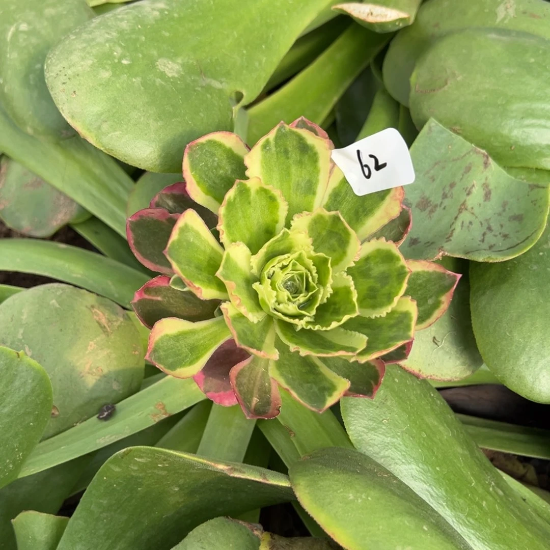 62凤穿牡丹嫁接多肉