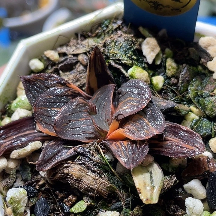 691夜想锦特选福利