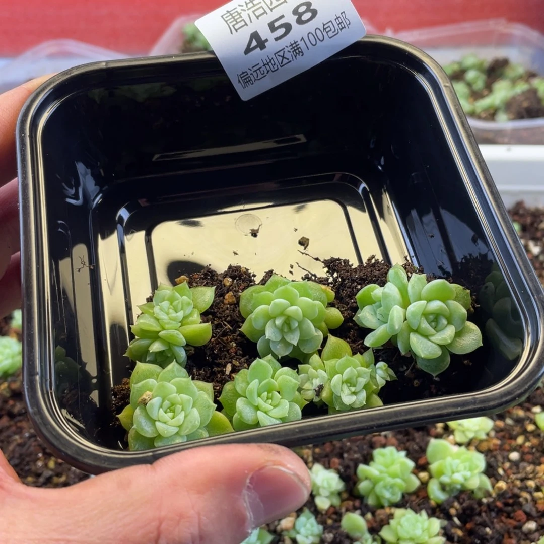 泼天财富一物一拍458….