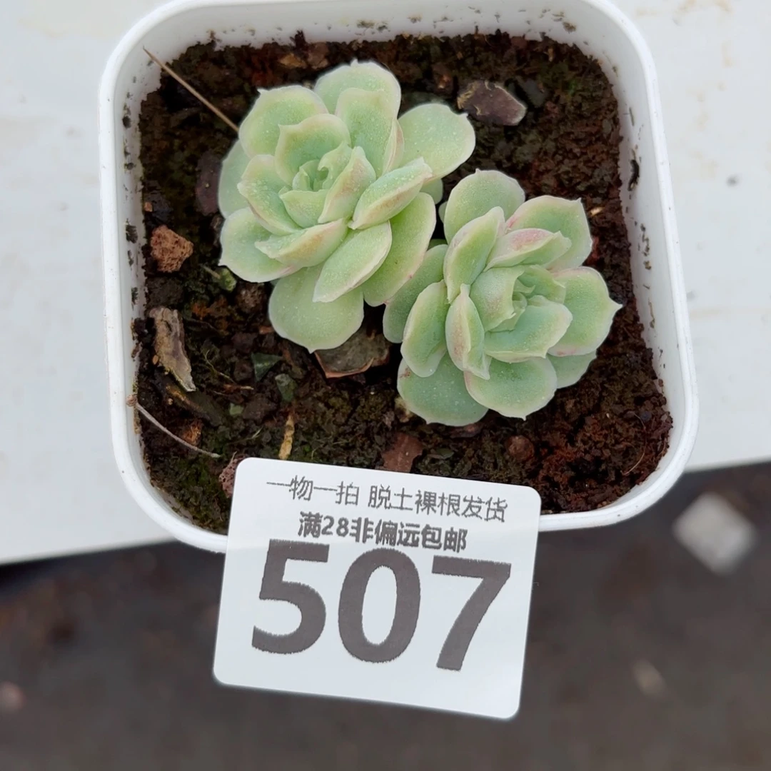 水晶虾饺无盆土发货